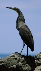 Bare-throated Tiger-Heron